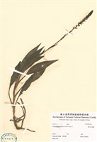 藏品(穗花斑葉蘭)的圖片